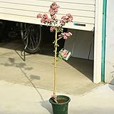 庭木:紅花八重サンザシ