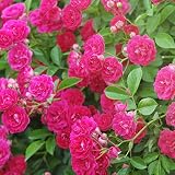 薔薇の苗"キングローズ"CL 国産接ぎ木 新苗4号ポット(クライミングローズ)【品種で選べる薔薇苗/1個売り】学名：Rosaceae Rosa ' King'/バラ科バラ属 /耐寒性落葉低木・花木/特徴：つる性、クライミングローズ(CL)・小輪・微香●キングローズは多花性で一気に咲くので株を覆うほど花が咲き乱れます。鮮やかな赤～赤紫(パープルレッド)の花色で、耐寒性が強く、トゲも少なく、生育も旺盛で育てやすい八重咲き品種です。【※出荷時期により(開花時期以外)、花の無い葉だけの状態での出荷となります。出荷タイミングにより、苗の大きさは多少大きくなったり小さくなったりしますが、生育に問題が無い苗を選んで出荷します。植物ですので多少の葉傷み等がある場合もございます】