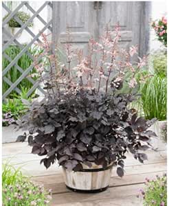 予約商品 宿根草苗 アスチルベ チョコレートショーグン 日陰 半日陰に向く ９ｃｍロングポット １１月１８日より順次発送 鉢 Amazon
