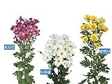 精興園 菊苗 8月咲の小菊 いろは（白）・かれい（黄）・にじこ（紅） 3種各3本 計9本