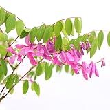 (山野草/盆栽)ニワフジ(庭藤) 3号(1ポット) 本州・四国限定[生体]