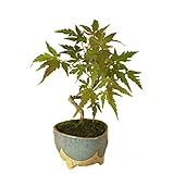 ミニ盆栽:山もみじ (信楽焼小鉢)*