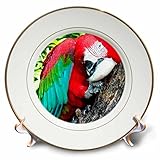 CP _ 1027鳥 – Greenwing Macaw – プレート 8 inch Porcelain Plate cp_1027_1