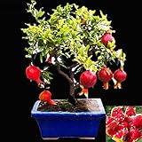 30粒/袋盆栽ザクロ種子非常に甘いおいしい果物の種、多肉植物の木の種