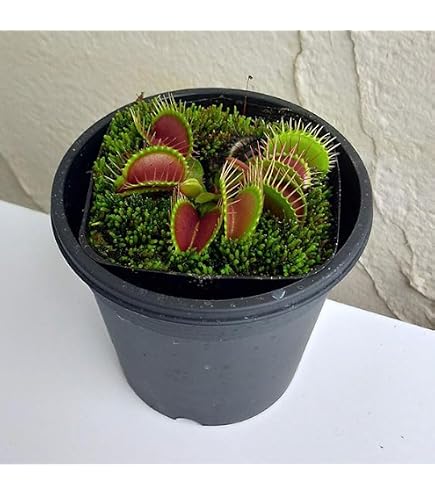 Amazon.co.jp: C1 Cephalotus follicularisセファロタス食虫植物 鉢