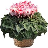 シクラメン6号鉢 ビクトリア 大株仕立て 鉢植 フラワーギフト 花 冬ギフト 歳暮