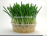 有機小麦草の種子、鉢植えの猫草の種、食用の天然無公害猫の草の種子 - 220シード粒子