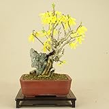 いよじ園 【】レンギョウ / 連翹 石付 小品盆栽（いよじ園）