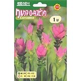 春植え球根 クルクマ ロータスピンク 桃花 (531284)
