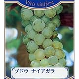 果樹苗 ブドウ ナイアガラ 1年生苗