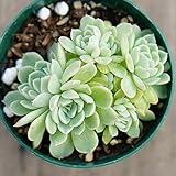 イリア 7.5cmポット エケベリア Echeveria cv. Ilia 福岡県産 多肉植物 多肉 観葉植物 インテリアグリーン 寄せ植えに