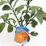 グレープフルーツ 苗木 スタールビー 13.5cmポット苗 グレープフルーツ 苗