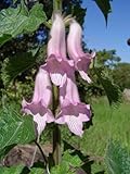 Ceratotheca triloba - South African Foxglove - 10 seeds