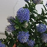 セアノサス[カリフォルニアライラック]：パシフィックブルー4～4.5号ポット[濃い青色の印象的な花] ノーブランド品