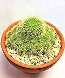 サボテン　金小町　パロディア　ノトカクタス　棘物　観葉植物　緑　グリーン　