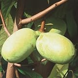 ポポー苗木 プロリフィクス(接木2年生)