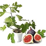 とにかく根ががっちり！ イチジク 無花果 苗 苗木 ６号鉢 挿木２年生苗 【 ビオレソリエス 】 無花果 いちじく 果樹苗 シンボルツリー 記念樹 健康果樹 健康 敬老の日…
