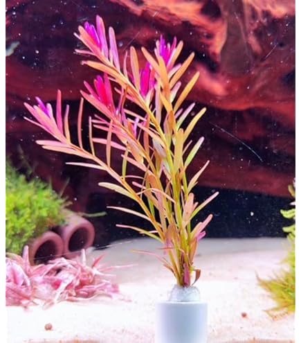 Amazon.co.jp: （水草）ロタラspフラワー 3本（水中葉）無農薬