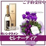 シクラメン セレナーディア サントリーの青いシクラメン 【アロマブルー＆フェリスタス】 金箔のスパークリングとセット 銀座東京フラワーからお届け 11/24-順次発送
