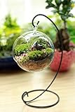 魅力的で透明なガラスボール、花瓶、花器です。多肉植物のコンテナ /ブラックメタルスタンド (大24.5cm)
