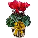 【 予約 】 さかもと園芸　達人のシクラメン　【 パーシカムバーバーグ 】　花鉢植え　ギフト　プレゼント　贈答品　クリスマス　お歳暮