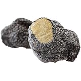 東京468食材 【冷凍】アンジェロッツィ　夏トリュフ（サマートリュフ） truffe　トリュフ　＜イタリア＞【50g】 【冷凍品/冷蔵・常温商品との同梱不可】マケプレ