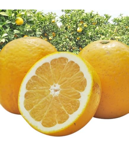 Amazon.co.jp: 【大玉サイズ】【ご家庭用】高知特産 土佐文旦 3L～4L