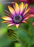 50 Mix Color Daisy Hardy Plants Chrysanthemum Flower Seeds Exotic Ornamental Flowers For Home & Gard