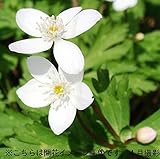 山野草:ニリンソウ(二輪草) 素掘り苗5株【紫桜館山の花屋】