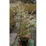 ユキヤナギ 5号ポット