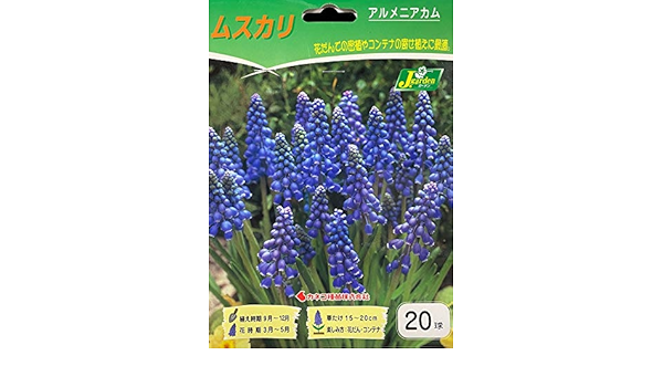 Amazon 花球根 ムスカリ アルメニアカム 球入 球根