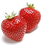 Delicious Multi-color Strawberry seeds 400PCS Black Blue White Strawberry Fruit Seeds Potted Plants 