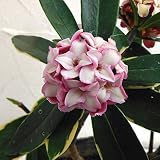 沈丁花（ジンチョウゲ）：赤花（斑入り）4.5号ポット[香りのよい小花をたくさん咲かせます] ノーブランド品