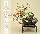 いよじ園 （）日本カマツカ 根上り 小品盆栽 / 雑木盆栽 いよじ園 ▼ご選択ください,2