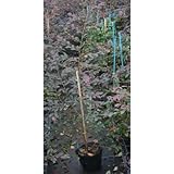 トキワマンサク苗 (赤葉赤花) 5号ポット