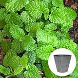 レモンバーム 栽培 セット / ハーブ / アートストーン 鉢 プランター / 貯水機能 付 / グレー