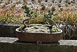 ツイン五葉松盆栽