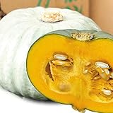 【メール便配送】　国華園　野菜たね　カボチャ　F1雪宝　1袋(10粒)【※発送が国華園からの場合のみ正規品です】