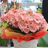 リーガースベゴニア ピンク色系 季節の鉢植え5号かご付 誕生日・お祝い、退職・送別のプレゼントに花ギフト