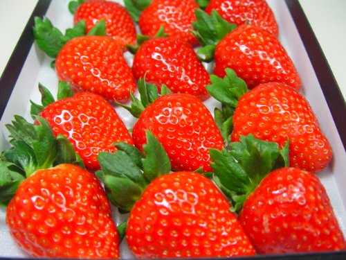 奈良県産 いちご 古都華 15粒入り