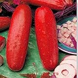 free ship red cucumber seeds Fruit Vegetables Seeds flower pots planters 20 seeds
