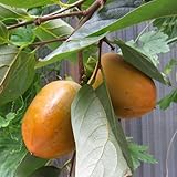 カキ（柿）：イチダガキ（市田柿）4号ポット[さわし柿用の中生種　渋柿][苗木] ノーブランド品