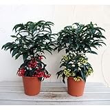 万両（マンリョウ）：大実5号鉢植え　紅白セット ノーブランド品