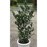 月桂樹株立ち (ゲッケイジュ) ローリエ 10号鉢