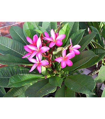 Amazon.co.jp: (coco`sshop) プルメリア MIX種子 初心者用 発芽育成