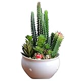 Funpa　多肉植物　人工植物　机　テーブル　ホーム　オフィス　車　置物　事務室　リビング　インテリア　緑　全2タイプ
