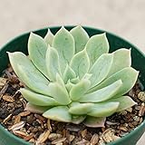 ブラッドブリアナ 7.5cmポット エケベリア Echeveria Brad buryana ブラッドブリアーナ 福岡県産 多肉植物 多肉 観葉植物 インテリアグリーン 寄せ植えに