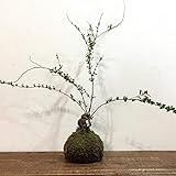 苔玉 ユキヤナギの苔玉