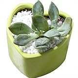 Outflower　植木鉢　陶器　鉢底穴あり　観葉植物　多肉植物　家庭装飾品　園芸用品　サボテン鉢　盆栽鉢　おしゃれ 人気　可愛い　彩色磁器　ハート形　傾斜口　単品