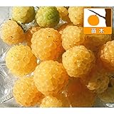 木いちご（キイチゴ）：ラズベリー　ワインダーイエロー3.5号ポット[二季成りの黄実豊産種][苗木] ノーブランド品